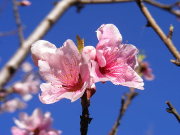 Close-up of cherry blossoms