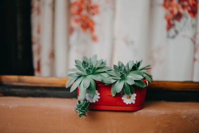 Planter on window sill