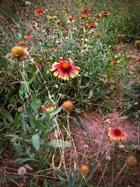 Close-up of purple flowers