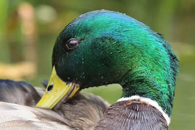 Close-up of a mallard duck preening itself 