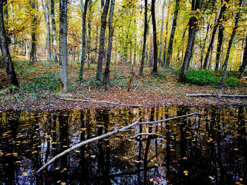 Trees in forest during autumn