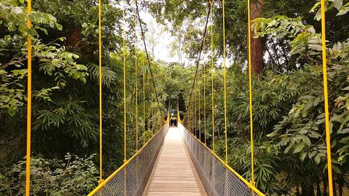 Footbridge amidst trees in forest