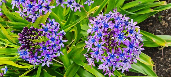 flowering plant