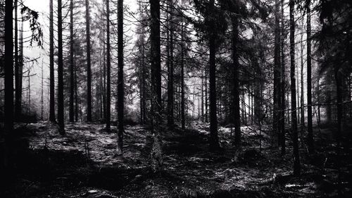 Trees in forest