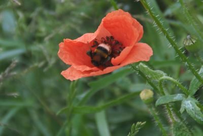 Close-up of bee on red poppy blooming outdoors