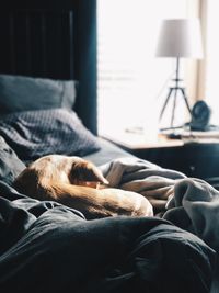 Dog sleeping on sofa