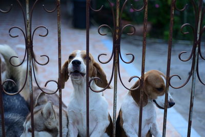Dog looking through metal fence