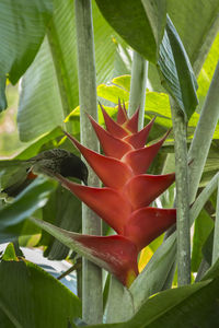 Close-up of flower growing outdoors