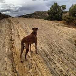 Dog standing on landscape against sky