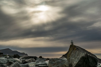 Rocky beach on lofoten islands in and misty sky. seagull sitting on the stone. high quality photo