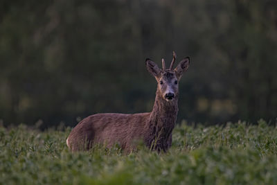 Portrait of deer