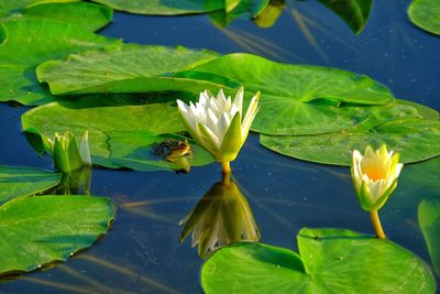 Close-up of lotus water lily in lake