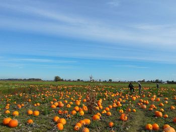 Scenic view of pumpkin field against sky