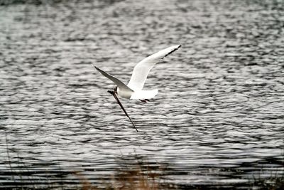 Seagull flying over a lake