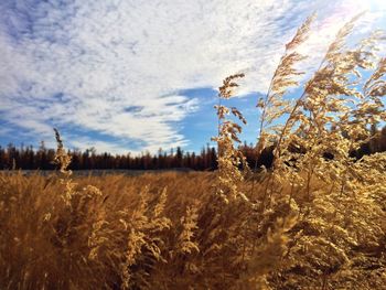 Plants growing on field against cloudy sky