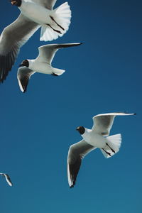 Low angle view of seagull flying in sky