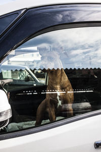 Close-up of cat on car against sky