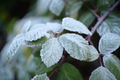 Close-up of frozen plant during winter