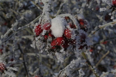 Close-up of frozen tree