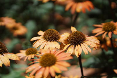 Close-up of wilted flowering plant