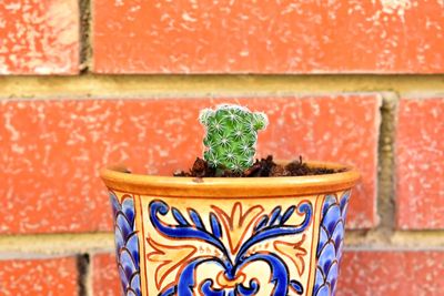 Close-up of potted plant against wall