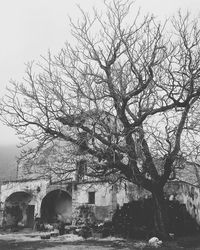 Bare trees against the sky