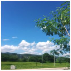 Trees on landscape against blue sky