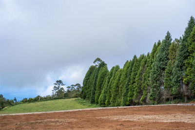Trees growing on field against sky