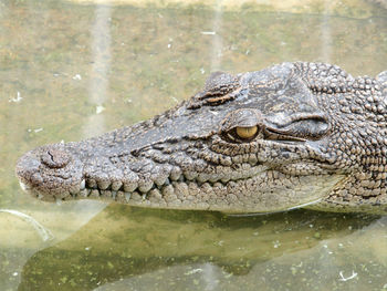 Close-up of crocodile in a water