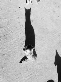 High angle view of dog on sand