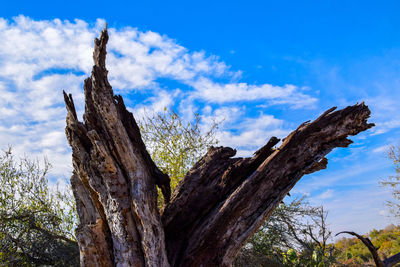 Low angle view of tree against sky