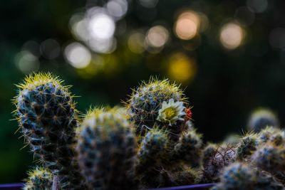 Close-up of cactus plant