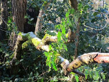 Close-up of lizard on tree