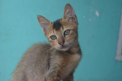cat