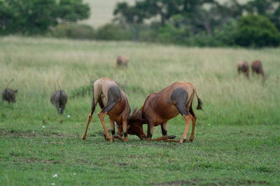 Topi antelopes fighting