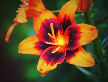 Close-up of orange lily