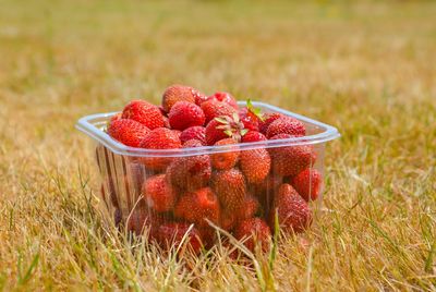 Close-up of strawberries in container on field