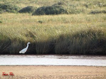 High angle view of gray heron perching on grass