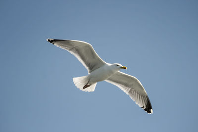 Low angle view of seagull flying in sky