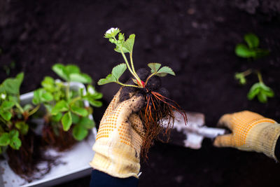 Cropped hand of woman holding plant