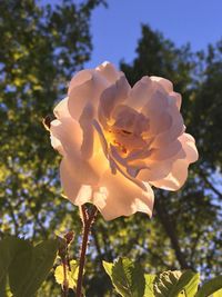 Low angle view of flower blooming on tree against sky