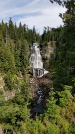 Scenic view of waterfall against trees in forest at alexander falls, whistler, bc