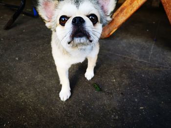 High angle portrait of dog standing on floor