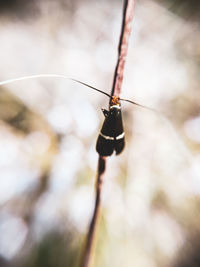 Close-up of insect on twig