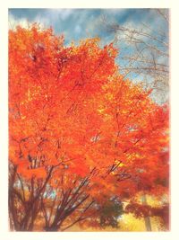 Full frame shot of water drops on orange leaves