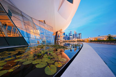 Lily pads floating in pond against buildings