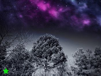 Trees against sky at night
