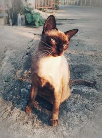 Portrait of a cat sitting on floor