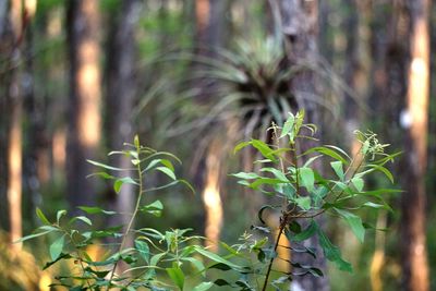 Close-up of fresh plant