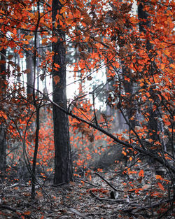 Trees in forest during autumn